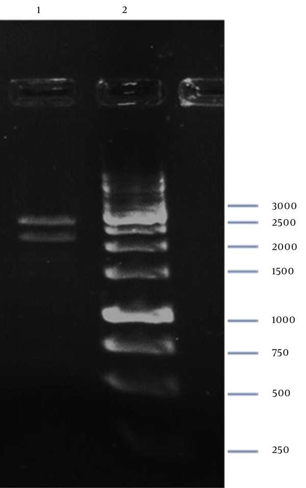Lane 1, 2208-bp and 2592-bp Fragments; Lane 2, GeneRuler 1kb DNA Ladder (Thermo Scientific, Waltham, MA, USA).