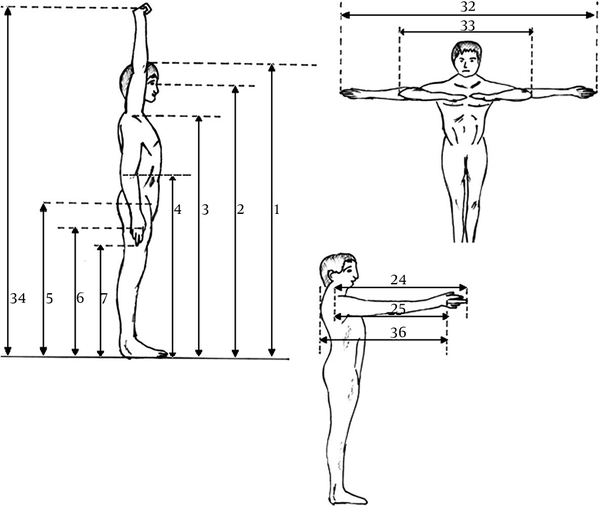 Body Measurements in the Standing Position (2)