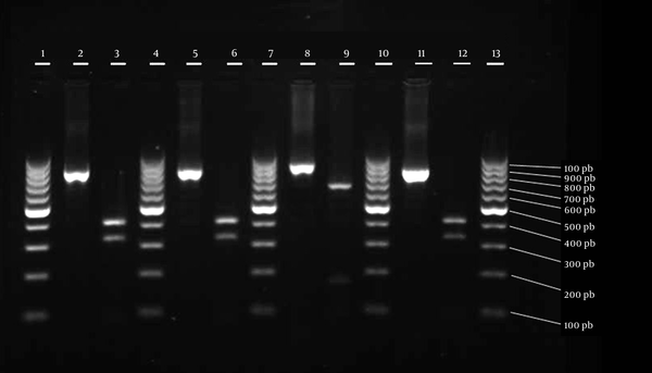 Lanes 1, 4, 7, 10, and 13, 100 bp molecular markers; lanes 2, 5, 8 and 11, undigested coa gene PCR product of various MRSA isolates; lanes 3, 6, 9 and 12, digested PCR products with AluI restriction enzyme.