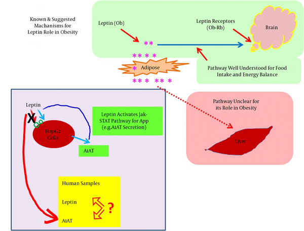 Summary of Leptin’s Actions in the Brain and Liver