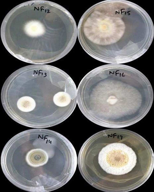 Morphological Features and Growth Patterns of Endophytic Fungal Isolates of Justicia adhatoda L. Plant on SDA Plates after 14 days of Incubation at 28°C