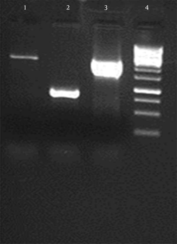 (1, 2) Do not have the gene and in (3) colony 2237 bp target gene amplified; (4) ladder 1000 bp.