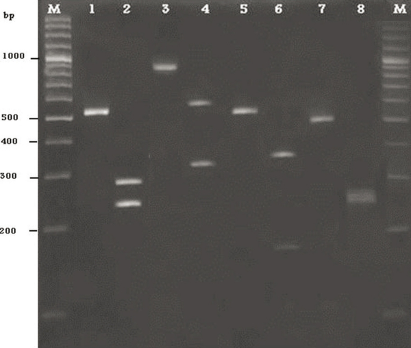 1) PCR product of C.albicans, 2) PCR product of C.albicans after digestion with the restriction enzyme MspI, 3) PCR product of C.glabrata, 4) PCR product of C.glabrata after digestion with the restriction enzyme MspI, 5) PCR product of C.tropicalis, 6) PCR product of C.tropicalis after digestion with the restriction enzyme MspI, 7) PCR product of C.krusei, 8) PCR product of C.tropicalis after digestion with the restriction enzyme MspI.