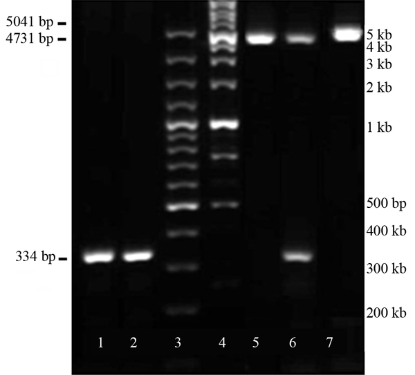 Lane 1 and 2, 334 bp PCR band amplified by specific primers for the insert on the bottom; Lanes 3 and 4 are, 100 bp and 1kbp ladders, respectively; Lane 5, single digestion of pEGFP-C1-Mock digested with EcoRI produced a 5041 bp-fragment; Lane 6, double-digest of pEGFP-C1-miR-375 with EcoRI and BamHI produced 334 bp related to miR-375 precursor insert and 4731 bp vector; Lane 7, single digestion of pEGFP-C1-miR-375 by EcoRI produced a 5041bp fragment.
