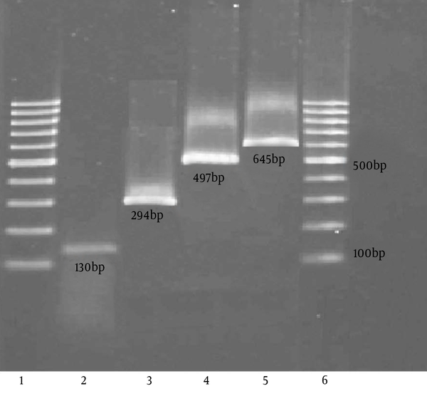 2, stx1 (130 bp); 3, stx2 (294 bp); 4, rbfO157 (497 bp); 5, fliCh7 (645 bp); 1 and 6, DNA ladder (100 bp).