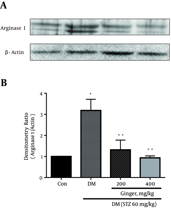 A, Representative immune-blots demonstrating specific bands for arginase I; B, Graphical presentation of data obtained from four independent experiments from the western blot analysis. The mean value of arginase I is expressed as the ratio of arginase I to β-actin in each column (n = 4). β-actin was applied as an internal control. Error bars show S.D. *P &lt; 0.05 vs. healthy control; and **P &lt; 0.05 vs. diabetic controls.