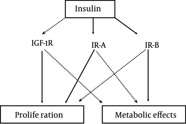 IGF-1R: insulin-like growth factor-1 receptor; IR-A: type A insulin receptor; IR-B: type B insulin receptor.
