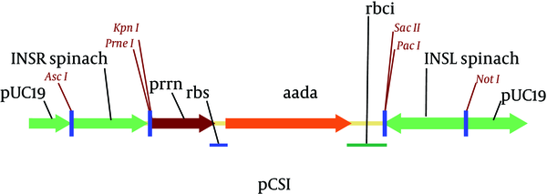 Schematic Representation of Plastid Transformation Vector pCSI