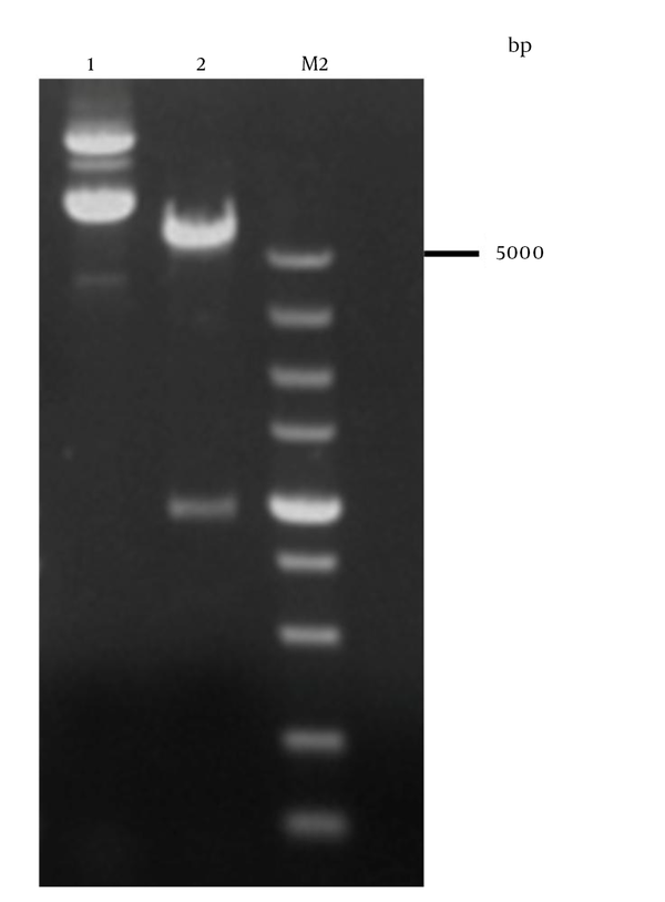 M, DL5000 DNA marker; 1, recombinant plasmid pET-32a-gD; 2, digested product of pET-32a-gD.