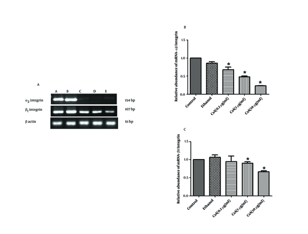 A) Gel-Red stained-agarose gel electrophoresis of RT-PCR products of five experimental groups in HepG2 cells. 4 µg of RNA was reverse transcribed and cDNA was amplified for 35 cycles. A- Normal HepG2 cells received no treatment (control), B-HepG2 cells received absolute ethanol as vehicle, C-HepG2 cells received 0.1 µg/ml CsA, D-HepG2 cells received 1 µg/ml CsA, and E- HepG2 cells received 10 µg/ml CsA; B) RNA levels of α2integrin and C) RNA levels of β1integrin subunits in five experimental groups. The RNA level of given integrin subunits were determined by real-time RT-PCR. Data are presented as mean ± SEM. Sample size (n = 3), P &lt; 0.05 for significant change as compared to the control (no treatment).