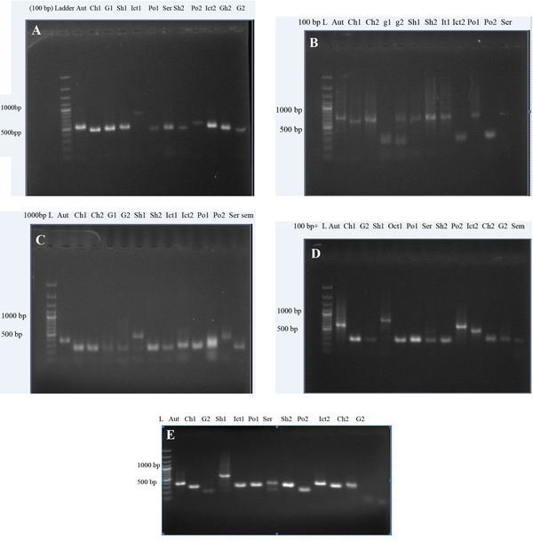 PCR Analysis of the Polymorphism of 5 Representative VNTR Loci in 13 Serovars of Leptospira Used in the Study