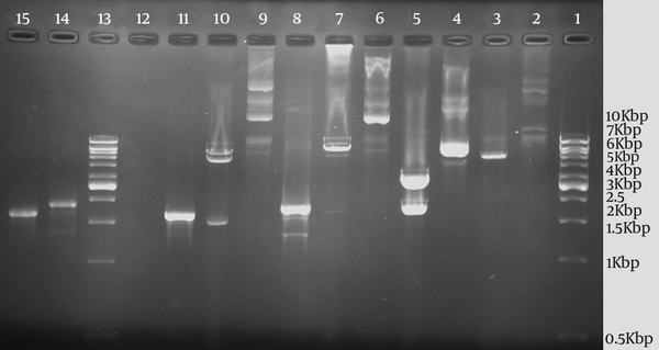 PCR amplification and restriction enzyme analyses of plasmids pBluescript II SK-ORF2.1, pET30a-ORF2.1, pET30a-ORF2.2, and pET30a+ without ORF2.1 by NdeI and XhoI restriction enzymes. Lane 1, the 1kb DNA marker; Lane 2, the undigested plasmid pET30a+; Lane 3, the digested plasmid pET30a+; Lane 4, the undigested pBluescript II SK-ORF2.1; Lane 5, the digested pBluescript II SK-ORF2.1; Lane 6, the undigested plasmid pET30a-ORF2.1; Lane 7, the digested plasmid pET30a- ORF2.1; Lane 8, the amplified orf2.1 gene by PCR (with T7 promoter and T7 terminator primers); Lane 9, the undigested plasmid pET30a-ORF2.2; Lane 10, the digested plasmid pET30a-ORF2.2; Lane 11, the amplified orf2.2 gene by PCR (with T7 promoter and T7 terminator primers); Lane 13, the 1 kb DNA marker; Lane 14, the amplified orf2.1 gene by PCR; and Lane 15, the amplified orf2.2 gene by PCR.