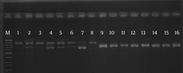 Lanes 1-8 show the fragment of tetA , and demonstrate the 888 base pare DNA size marker, lanes 9-16 show the fragment of tetB gene with 774 bp size marker.