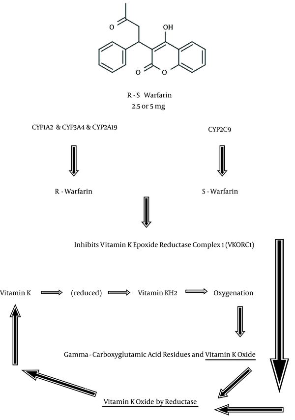 Mechanism of Action of Warfarin
