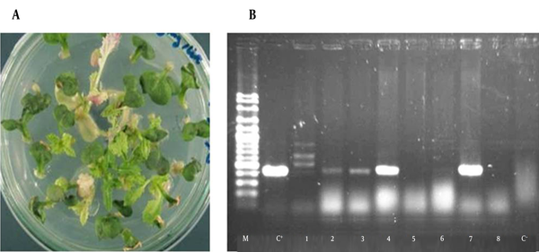 A, Regeneration and selection of putative transgenic plants; B, Analysis of the transgenic plants by PCR; lanes 1 - 8: PCR on genomic DNA of different putative transgenic plants; C+: positive control (pBI1400-core plasmid); C-: negative control (no transgenic plant); M: 100 bp DNA ladder.