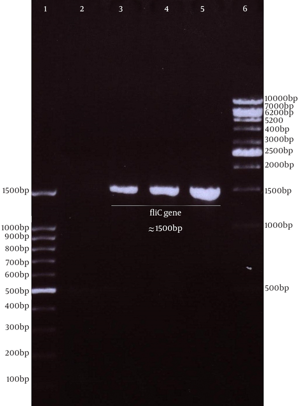 Lane 1: 100bp DNA ladder Cinagen; Lane 2: negative control; Lane 3, 4 and 5: PCR products for fliC gene (approximately 1500bp) of Salmonella enterica serovar typhimurium; Lane 6: 1Kbp DNA ladder vivantis.