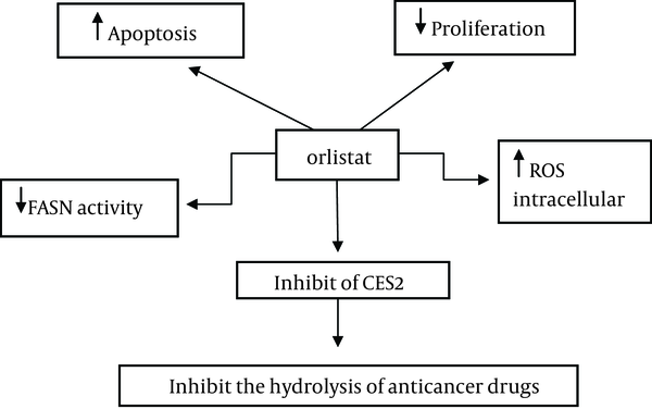 Summary of Mechanisms of Cancer Cells Growth Inhibition by Orlistat