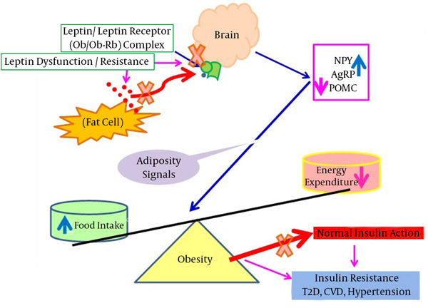 This figure shows that in obesity, leptin cannot bind with its receptors situated in the brain (hypothalamus), resulting in adiposity signals arrived due to the stimulation of NPY and AgRP expression with a concomitant decrease of POMC mRNA expression. The leptin failure leads to severe obesity that is associated with various disorders including insulin resistance, T2D, CVD, hypertension, and asthma. Abbreviations: AgRP, agouti-related peptide; CVD, cardiovascular disease; NPY, neuropeptide Y; Ob, leptin; Ob-Rb, leptin receptor; POMC, pro-opiomelanocortin; T2D, type 2 diabetes.