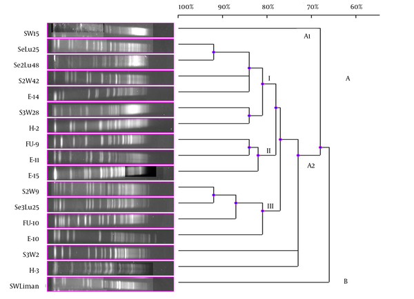 Dendrogram, Showing the Genetic Relationships Between the Bioluminescent V. gigantis Strains Based on the Pulsed-Field Gel Electrophoresis Analysis of the Genomic Restriction Fragments Formed With the NotI-HF™