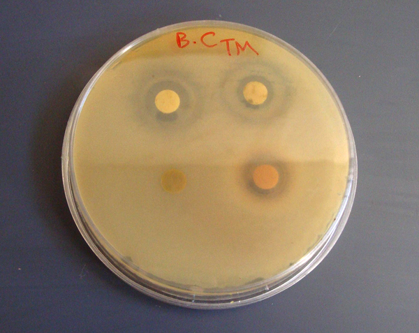 The Antibacterial Activity of Allium sativum L. Alcoholic Extracts Against Bacillus cereus Using Disc Diffusion Method