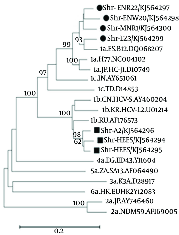 The results tree indicated that all studied samples (marked by circle or square) belonged to HCV genotype 1. It also, indicated that 4 (filed circle) and 3 (filed square) cases were categorized into 1a and 1b genotypes, respectively. The patient with R155 mutation designated as Shr-MNR1, belonged to genotype 1a.