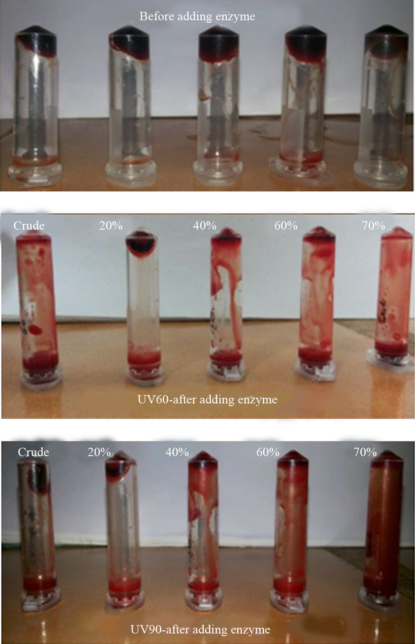 (a) Fibrin Degradation Plate (b) Fibrin Clot Liquefaction of Partially Purified Enzyme From UV60 and UV90