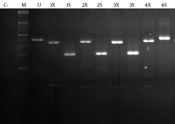 1, 2, and 3 represent samples infected with HDV genotype one and 4 represents sample infected with HDV genotype 2. M: 100 bp DNA Size Marker; U: Undigested PCR Product; X: XhoI digestion; S: SmaI Digestion. C- is control negative.