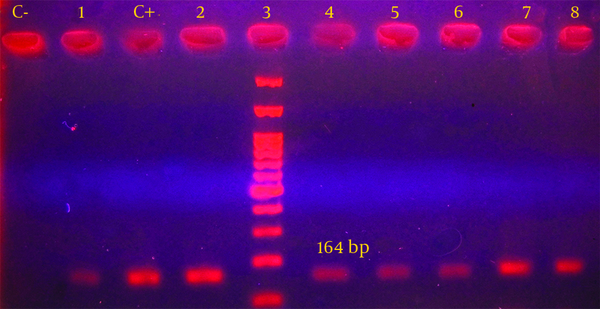 DNA size marker=100 bp; C-, negative control; C+, positive control of Int-1; lane 1-3, examined strains.