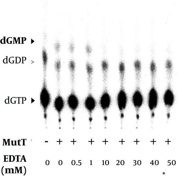 The MutT in vitro assays were performed with an increasing concentration of magnesium in the in vitro assay.