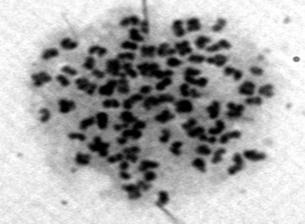 A Standard Chromosome Spread of Wallago attu Muscle Cell Line (1000X)