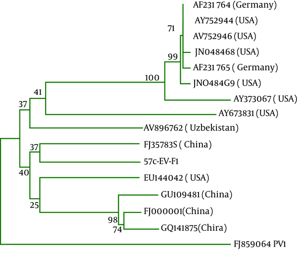 Phylogenic Tree Based on 5'UTR Sequencing with Neighbor Joining Method and 1000 Replication Bootstrap.