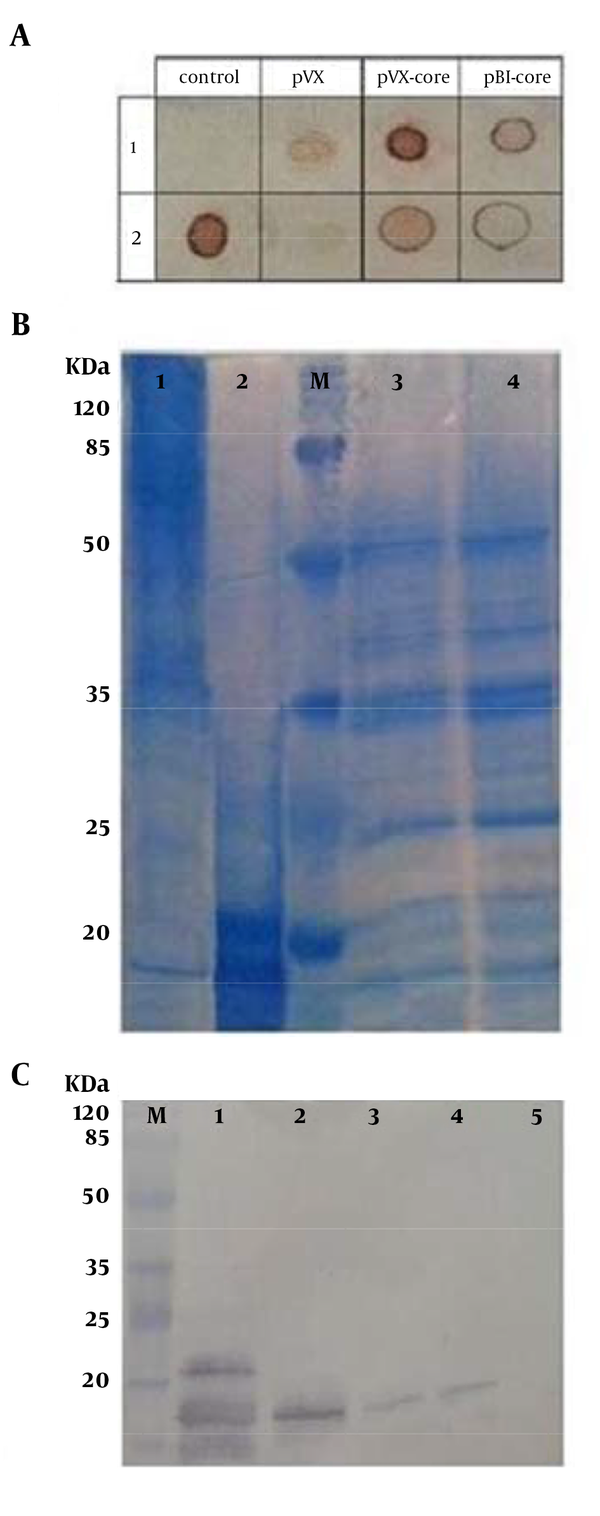 A). Dot blotting; at control column: row 1: negative control (25 μg TSP of untransformed tobacco leaves); row 2: 5 μg positive control (eHCVcp). At PVX column: negative control (tobacco leaves transformed by PVX vector alone; ie, without Tr-HCVcp). PVX-core and pBI-core columns: the extracts from the PVX-core and pBI-core P19 co-agroinfiltrated leaves, respectively. Rows 2 and 1 in these two last columns correspond to 5 µg and 25 µg of TSP, respectively. B) Coomassie-stained 12% SDS-PAGE gel, loaded with; lane 1: 5 μg concentrated plant-purified HCVcp (from the PVX-core expression system). Lane 2: 5 μg of purified eHCVcp. Lane 3: crude protein extract from agroinfiltrated leaves with PVX-core (20 µg). Lane 4: untransformed leaves (20 µg). C) Western blotting; lane 1: positive control (700 ng purified eHCVcp). Lane 2: purified pHCVcp (700 ng from the PVX-core expression system). Lanes 3 and 4: the extracts from P19 co-agroinfiltrated PVX-core and pBI-core leaves, respectively (50 µg of plant TSP was applied in each lane). Lane 5: negative control (50 µg of plant TSP of untransformed tobacco leaves). Lane M: prestained protein ladder (Fermentas). HCVcp denote to HCV core protein, eHCVcp and pHCVcp dnote to E.coli-derived and plant-derived HCVcp, respectively. In western blot and SDS-PAGE figures, the location of HCVcp under the 20 kDa molecular weight range is shown by arrows. The reason for multiple bands in the case of eHCVcp is explained in the corresponding result section of the text. The results of SDS-PAGE showed that Ni-NTA pull-downs of plant extract contained endogenous nonspecific plant proteins besides pHCVcp. According to ELISA data, the concentration of pHCVcp was 1/20 of the column-purified protein. Therefore, although 1 µg (100 µL of 10 μg/mL coated) was coated, only a small amount reacted (less than 50 ng) (Figure 5 B). However, none of these endogenous nonspecific plant proteins reacted with anti-HCVcp in western blotting of the purified protein fraction.