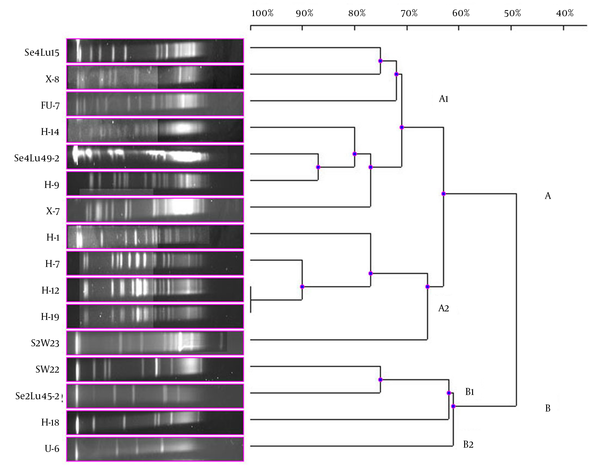 Dendrogram, Showing the Genetic Relationships Between the Bioluminescent V. lentus, V. azureus, V. orientalis, S. woodyi, V. crassostreae, A. fischeri, A. logei, and P. kishitanii Strains Based on the Pulsed-Field Gel Electrophoresis Analysis of the Genomic Restriction Fragments Formed with the NotI-HF™