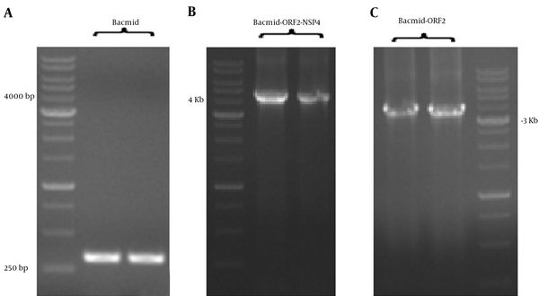 A: The length of Bacmid DNA PCR product without recombination was 300 bp. B - C: The lengths of Bacmid truncated ORF2-NSP4 (B) and Bacmid truncated ORF2 PCR product (C) were 4300 bp and 3800 bp, respectively.
