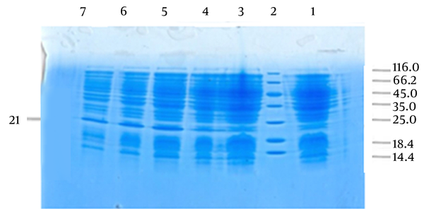 Lane 1: non-induced with arabinose, Lane 2: protein marker, Lane3,4,5,6,7: induced with varius concentration of arabinose respectively (20, 2, 0.002, 0.02, 0.2). (21 kDa).