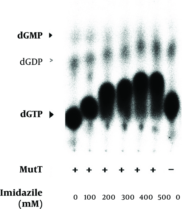 The renatured MutT was subjected to an increasing concentration of imidazole in the in vitro assay. The mobility of nucleotides was changed in the in vitro assay with an increasing concentration of imidazole. Positions of dGTP, dGDP, and dGMP were determined by co-migrated unlabeled standards visualized by UV illumination. The negative symbol (-) indicates the reaction without the MutT protein.