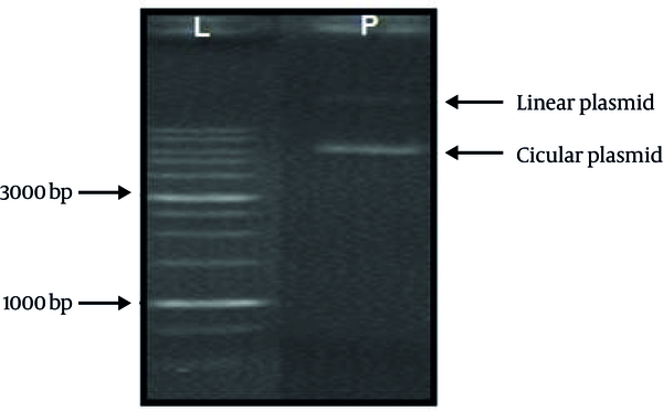 L: 1 kb ladder. P: Linear and circular plasmid bands.