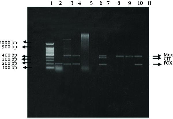 Analysis of ampC multiplex PCR. Multiplex PCR products were separated in a 2% agarose gel. A 100-bp DNA ladder. The amplified product from each PCR is indicated on the left, and the size of the marker in base pairs is shown on the right.