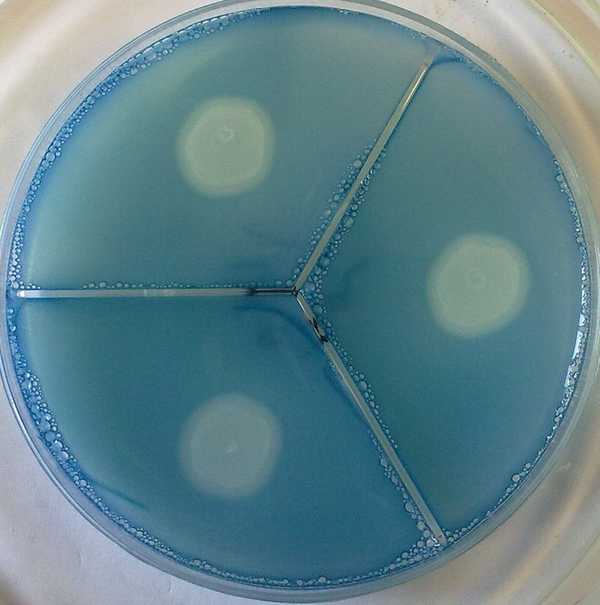 Proteinase Clear Zone Around C. albicans (Stained With Amido Black)