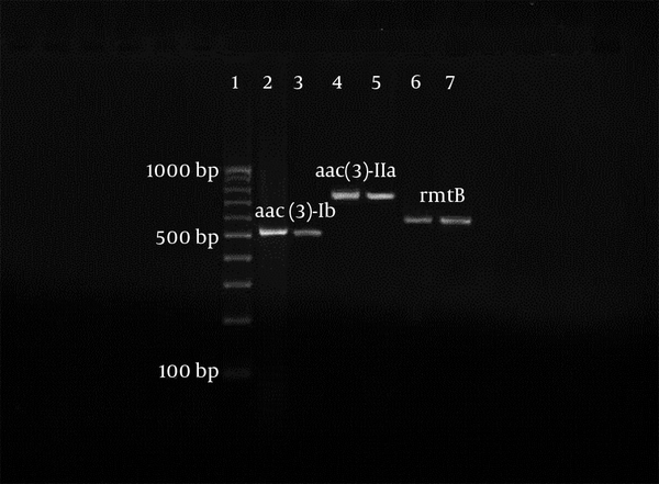Lane 1: 100 base pair (bp) marker; lanes 2, 4 and 6: positive controls for aminoglycoside genes, Lanes 3, 5 and 7: clinical isolates containing aminoglycoside genes.