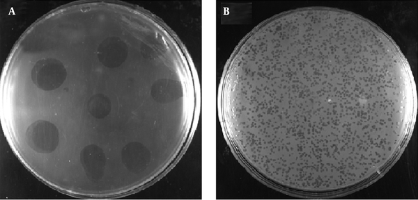 A, Spot test for the detection of MJ1 phage; and B, a higher dilution (10-6) of phage titer showing clear plaques with an average diameter of 0.8 mm.
