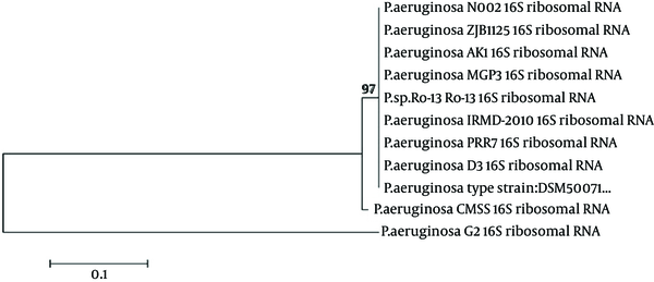 Phylogenetic Tree of Pseudomonas aeruginosa CMSS