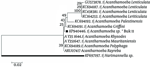Phylogenetic Tree of Acanthamoeba 18S rRNA Sequences From Surface Water of Northwest Iran and Other Previous Registered Sequences of Different areas Using c Algorithm With Kimura 2 Parameter Model and 1000 Bootstrap resampling