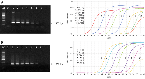 The Sensitivity Comparison of the Conventional and SYBR Green PCR Assay for Detection of A. actinomycetemcomitans and T. forsythensis.