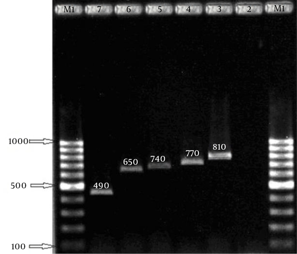 Amplification products. Left to right lanes 1 and 8: 100 bp digested. Left to right lane 1: 100 bp DNA ladder, DNA ladder. Lane 2:  negative control. Lanes 3 - 7: 490 bp, Lane 2: aroA gene PCR 1153 bp. Lane 3: aroA gene 650, 740, 770, 810 bp. Digestion: 850 and 300 bp, Lane 4: negative control.