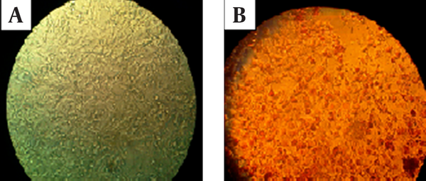 A, Vero cells before staining with Neutral Red dye. B, Vero cells after treating with G. glabra and staining with Neutral Red dye.