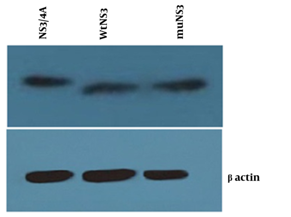 Western blot test for confirming the expression of NS3/4A, wtNS3 and muNS3 (upper- from left to right) showed a similar rate of protein production by different plasmids, whereas -actin was used as an internal control (down). HepG2 cells were transfected with NS3/4A, wtNS3 and muNS3 and Western blot test was performed using polyclonal antibody against NS3.