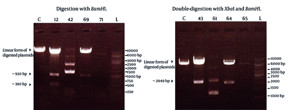 Lanes C represented control colony containing only pMAL-c2X, and the other lanes corresponded to four different colonies with their specified numbers. Lanes L represented a GeneRuler 1 Kb DNA ladder (Fermentas). Obviously, colonies 12, 69 (left) and 43, 64 (right) contained expected recombinant plasmid but colonies 42, 71 (left) and 61, 65 (right) were defective colonies.