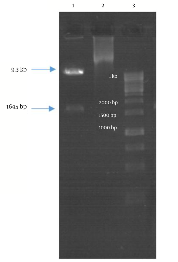Lane 1, double-digested igVR-1a chimera plasmid; lane 2, undigested igVR-1a chimera plasmid; lane 3, 1 kb DNA size-marker (Fermentas, USA).