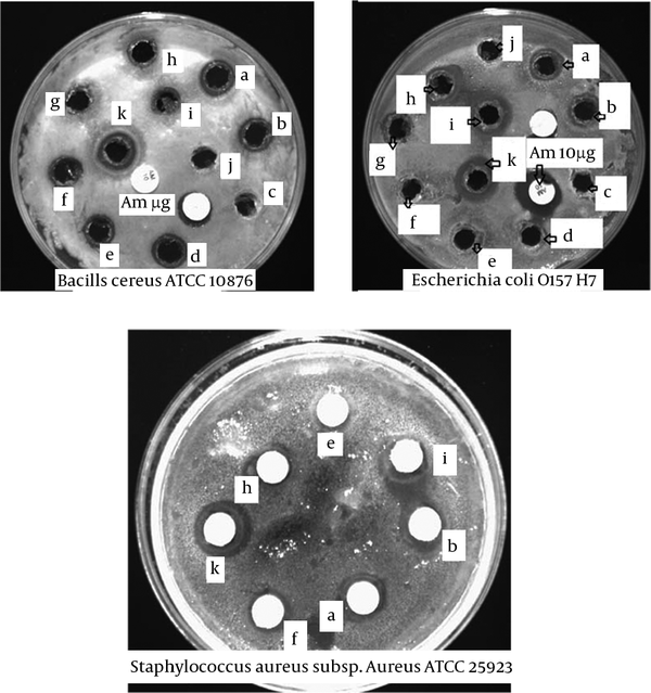 B. cereus ATCC 10876, E. coli O157 H7 (well diffusion assay) and S. aureus subsp. aureus (disc diffusion assay); a, E. durans strain R02-2; b, E. faecium strain E6; c, control - (MRS without bacteria); d, E. faecium strain Y-2; e, L. mesenteroides strain 54; f, L. casei; g, E. faecium strain JZ1-1; h, E. lactis; I, W. Cibaria; j, control – (MRS without bacteria); k, P. pentosaceus.